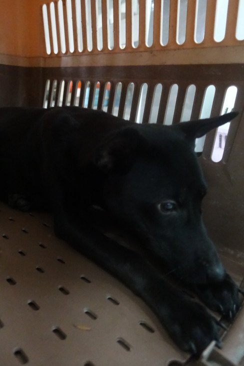 混種犬