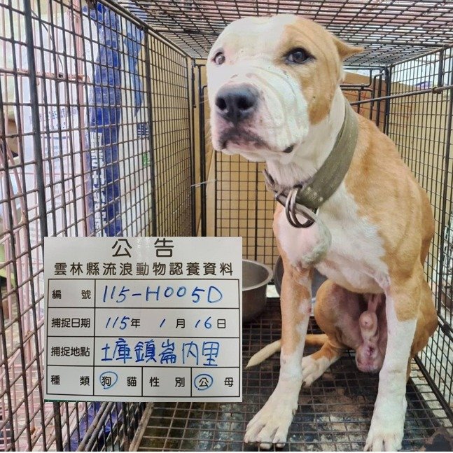 比特犬