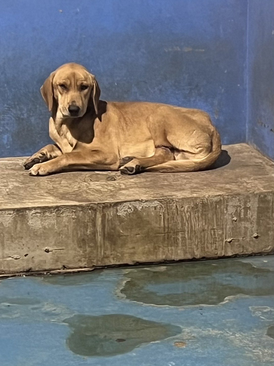 混種犬