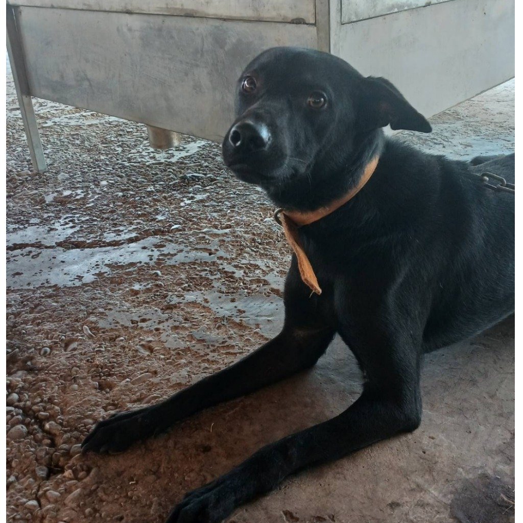 混種犬