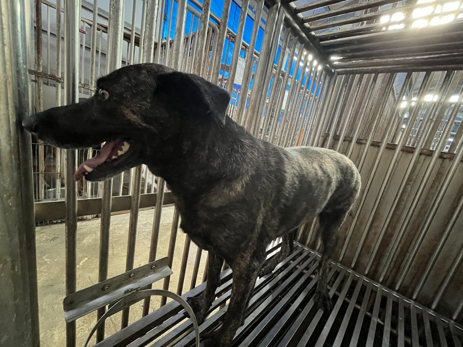 混種犬