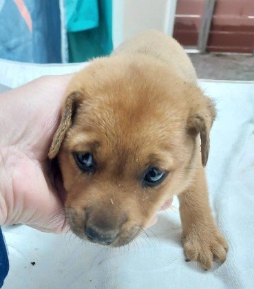 混種犬