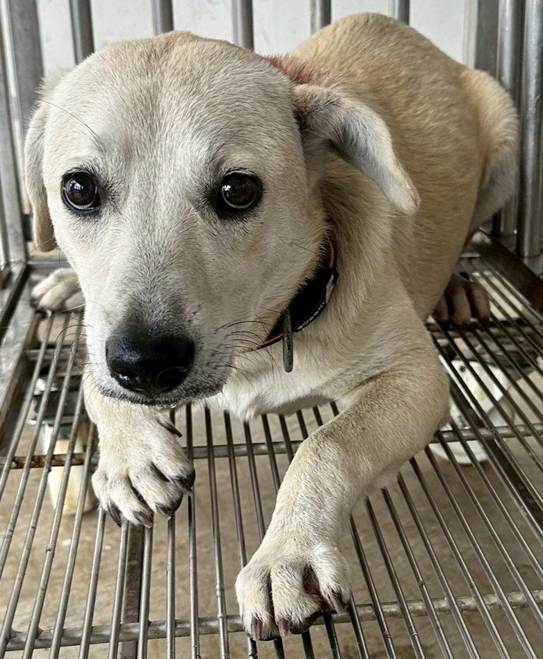 混種犬