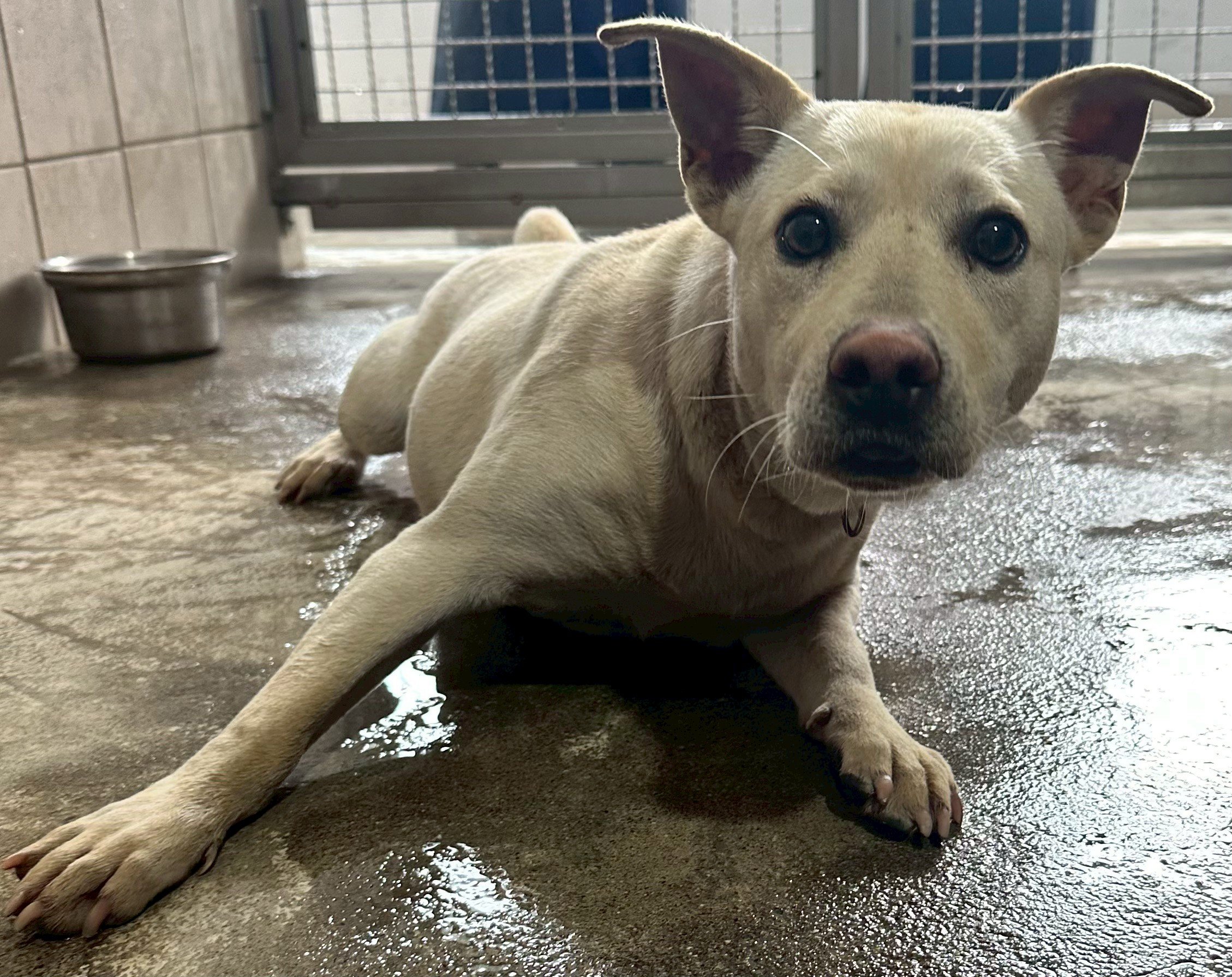 混種犬