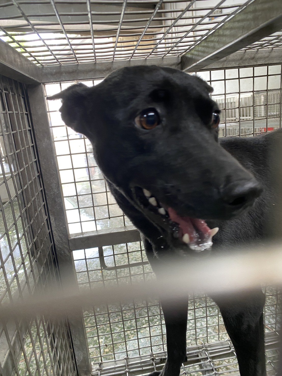 混種犬