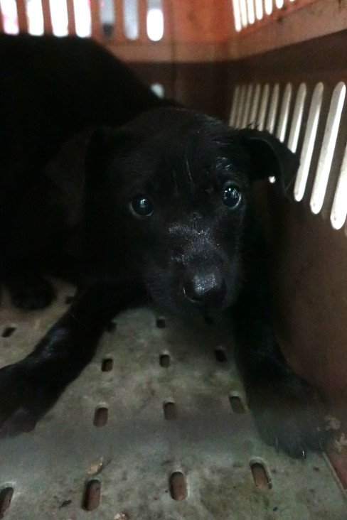 混種犬