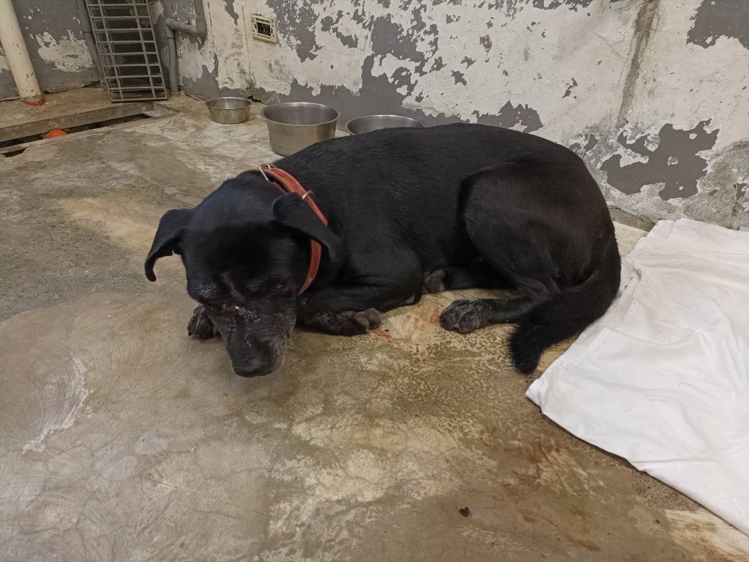 混種犬