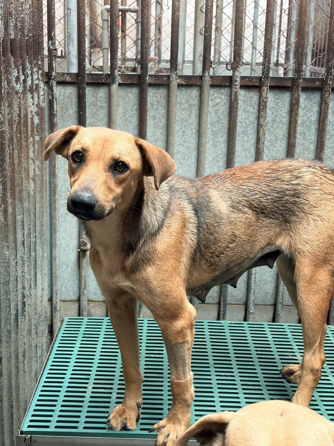混種犬