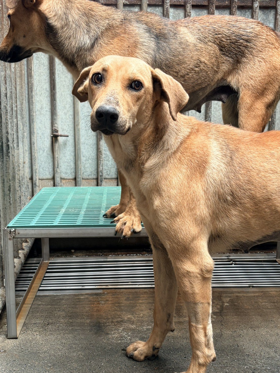混種犬