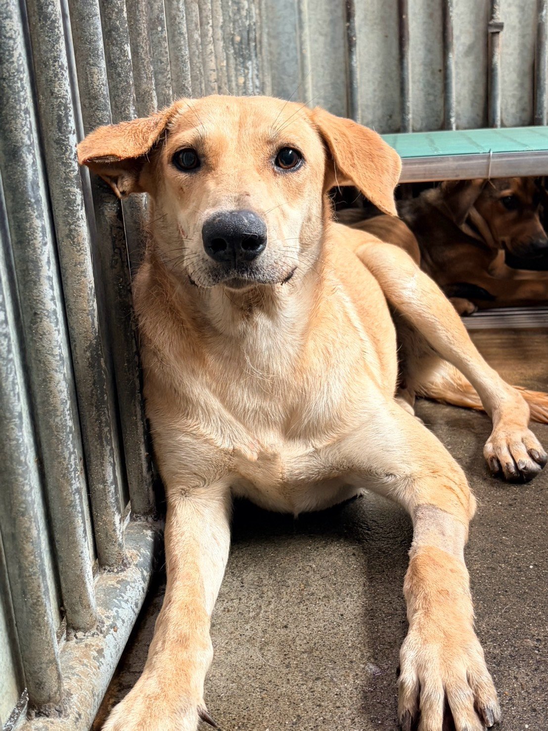 混種犬