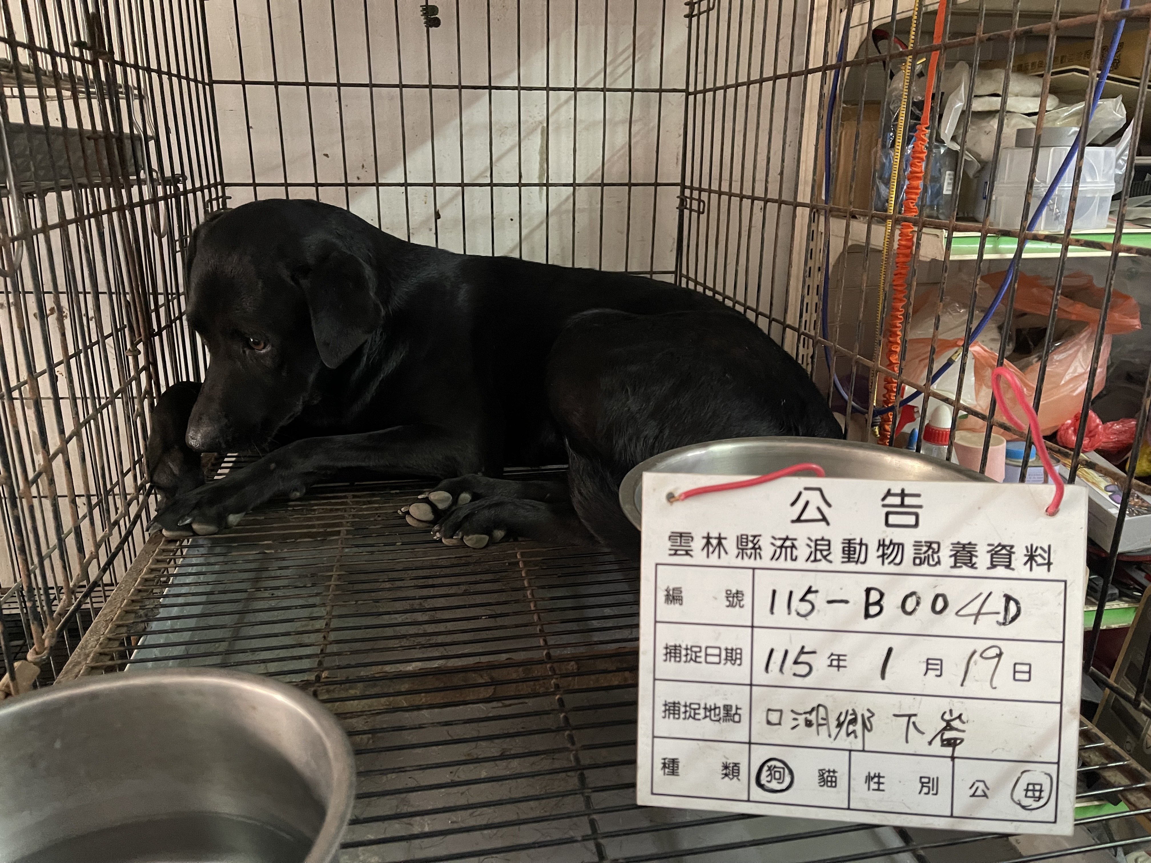 混種犬