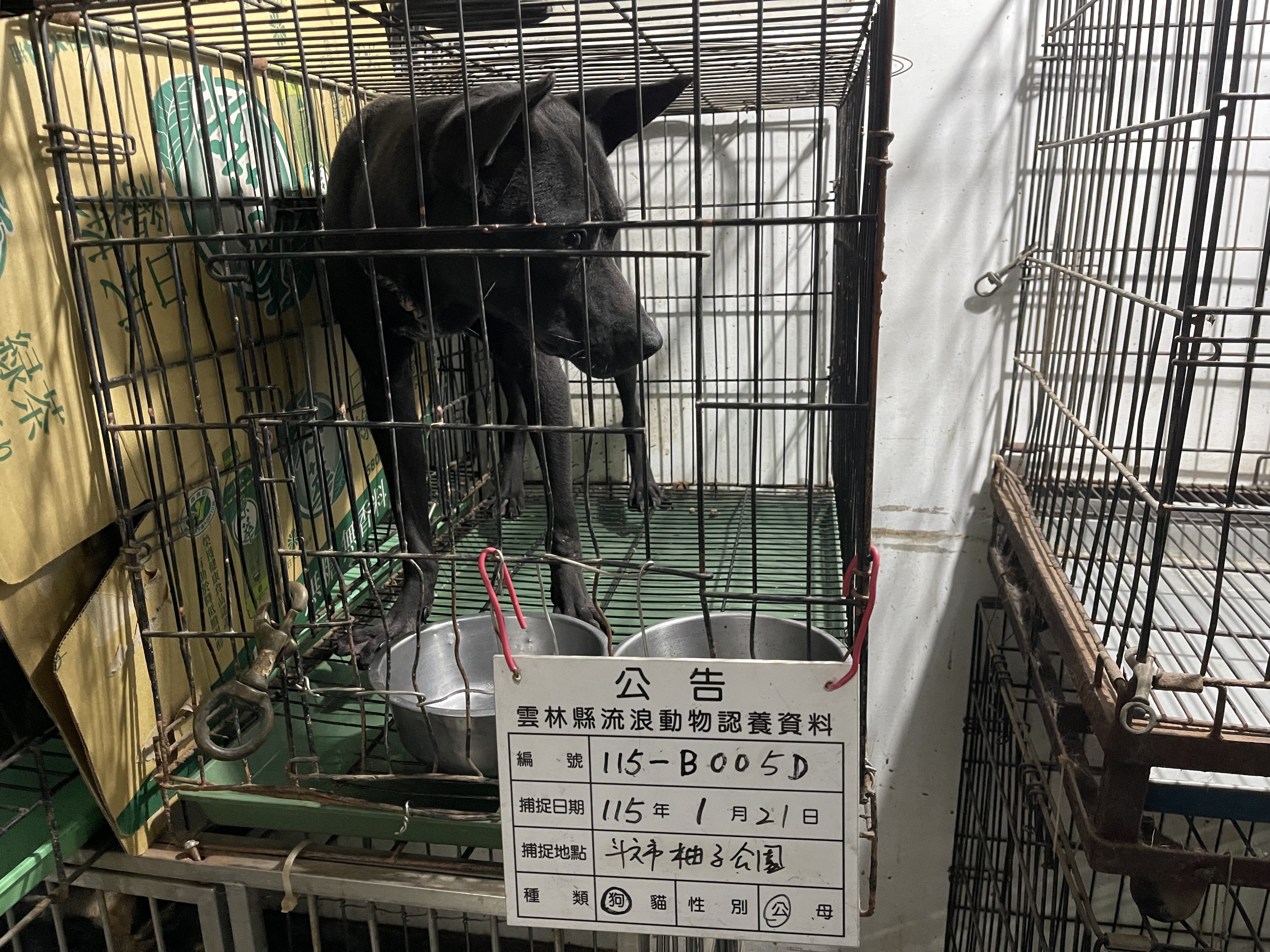 混種犬