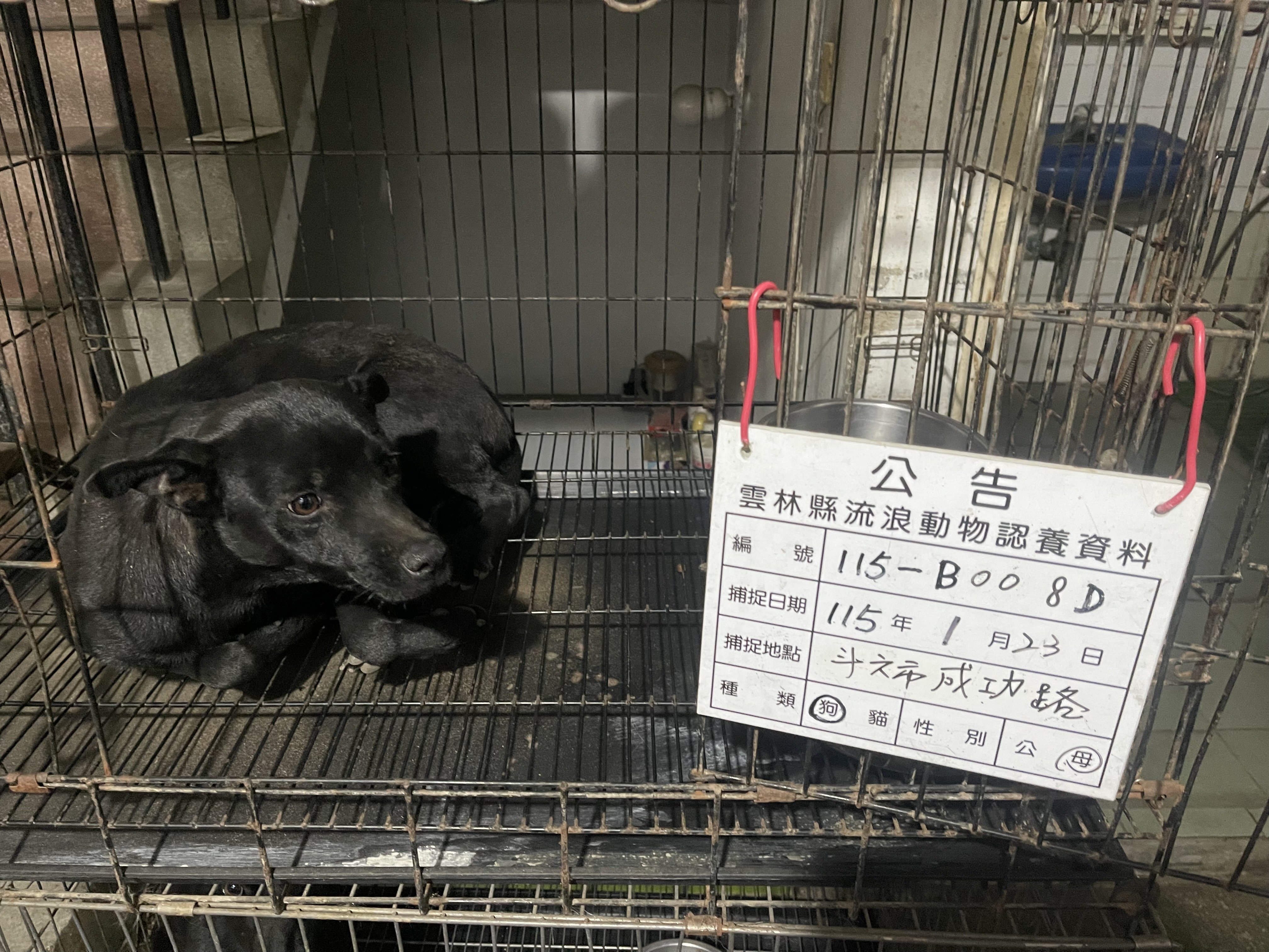混種犬