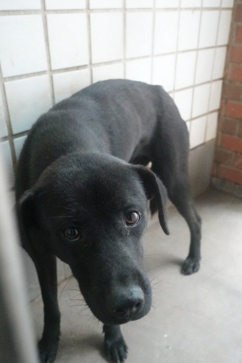 混種犬