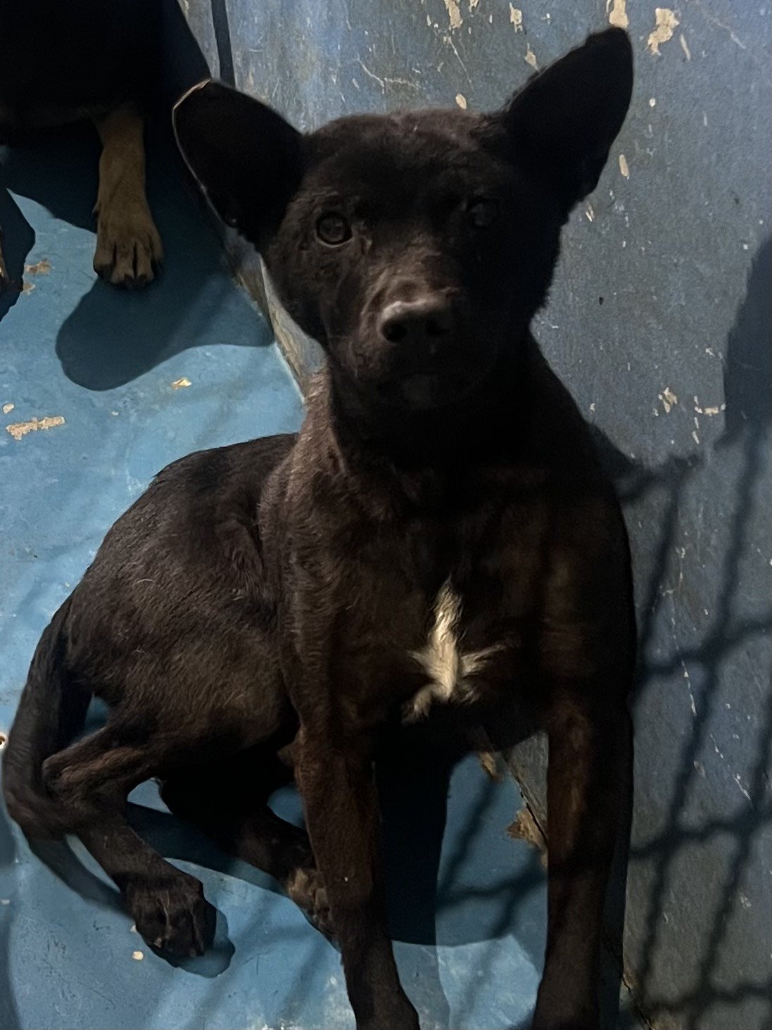 混種犬