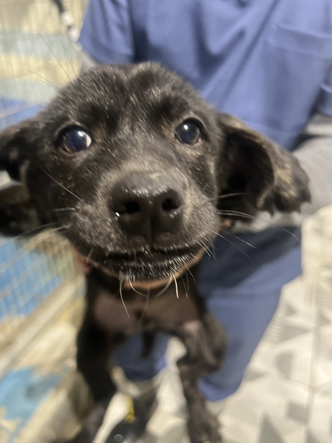 混種犬