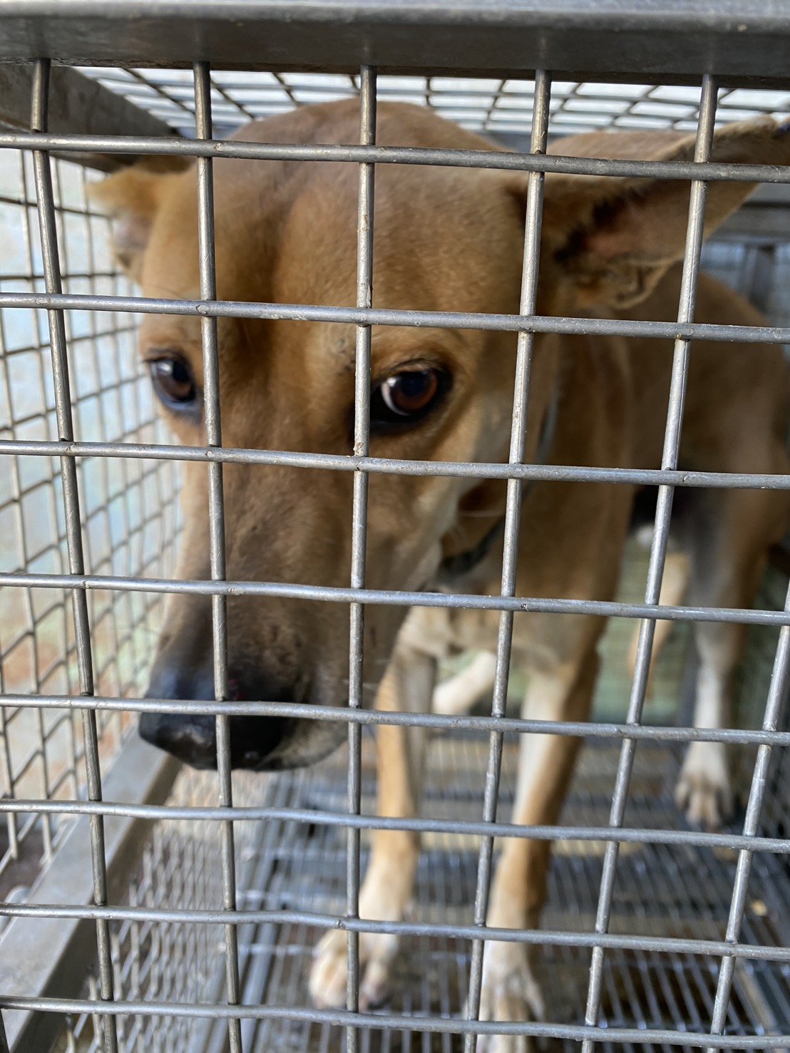 混種犬