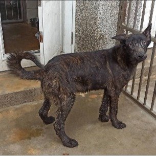 混種犬