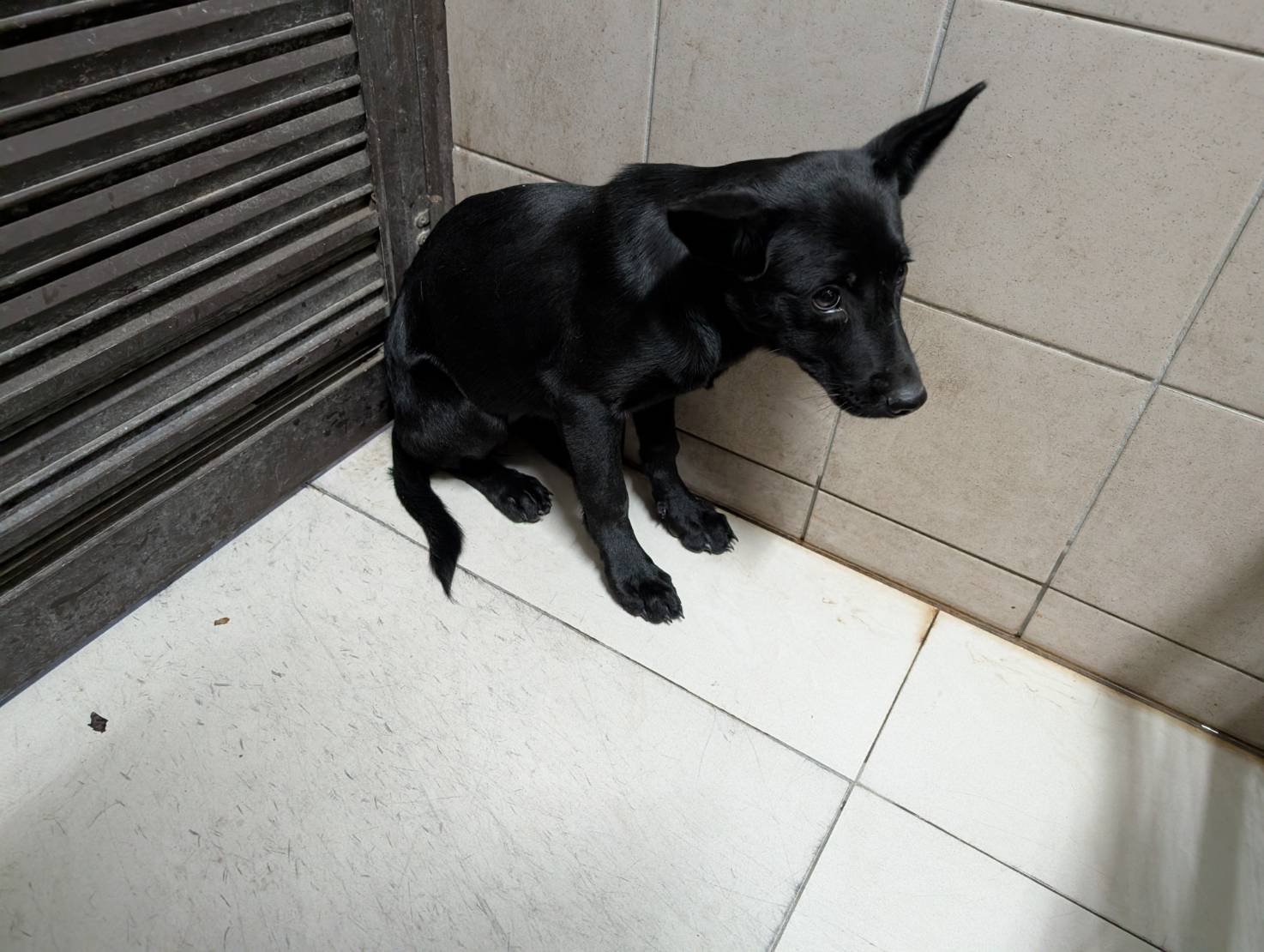 混種犬