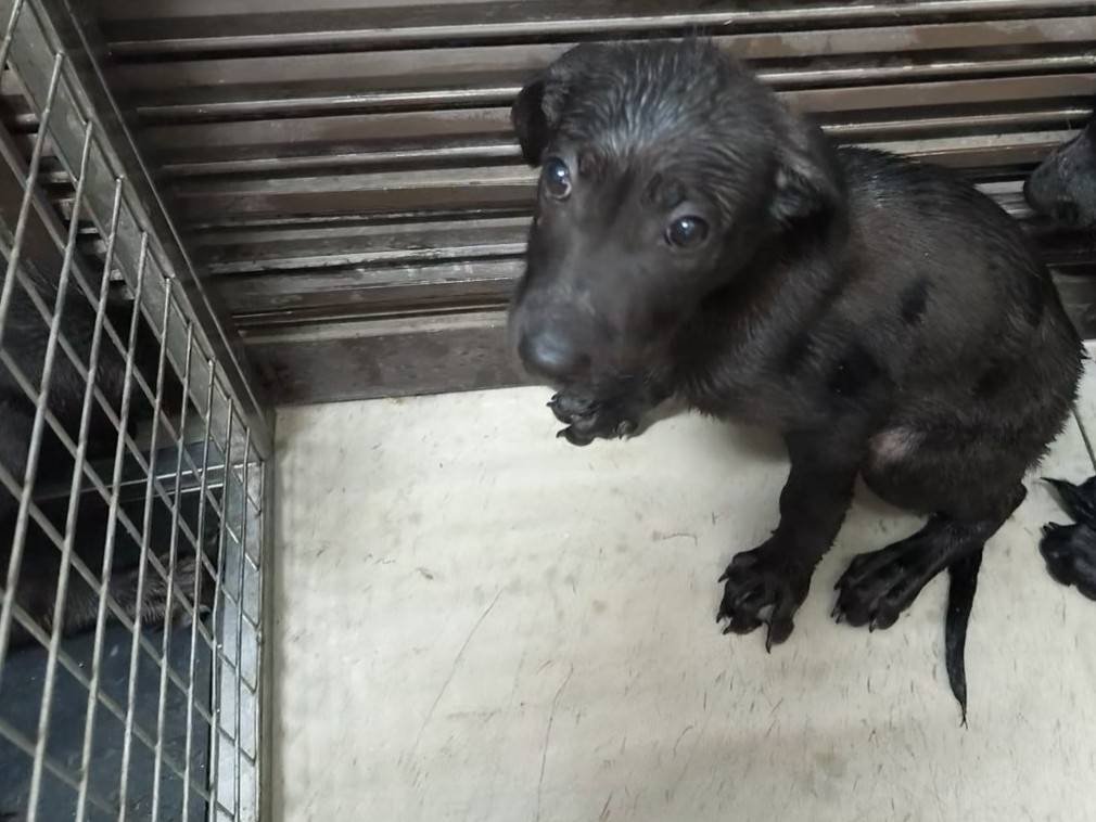 混種犬