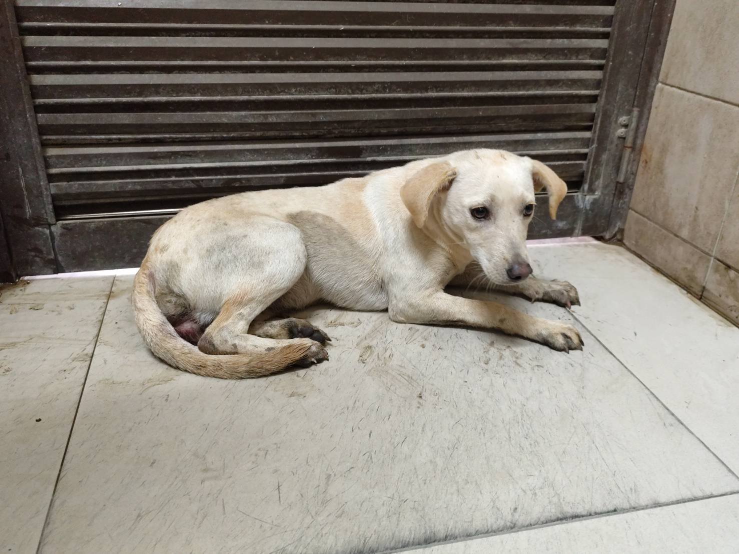 混種犬