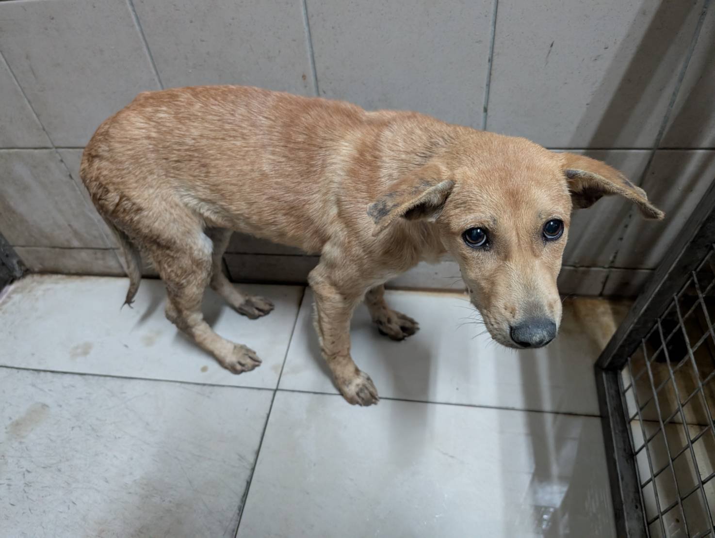 混種犬