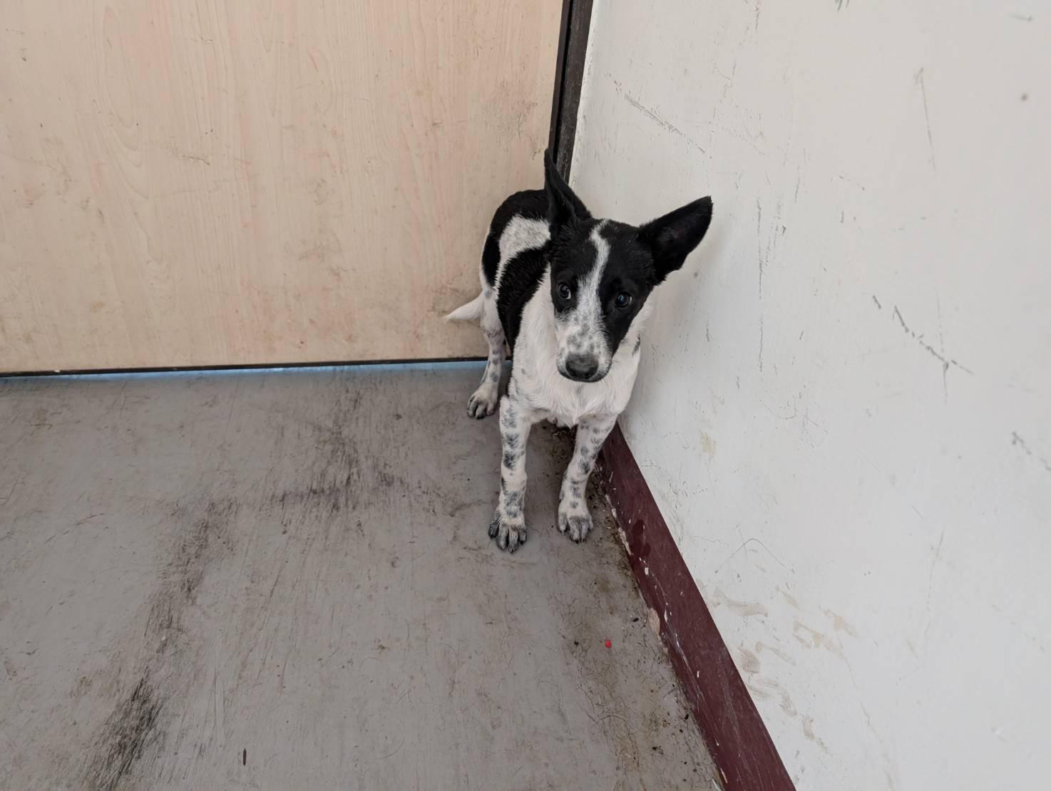 混種犬