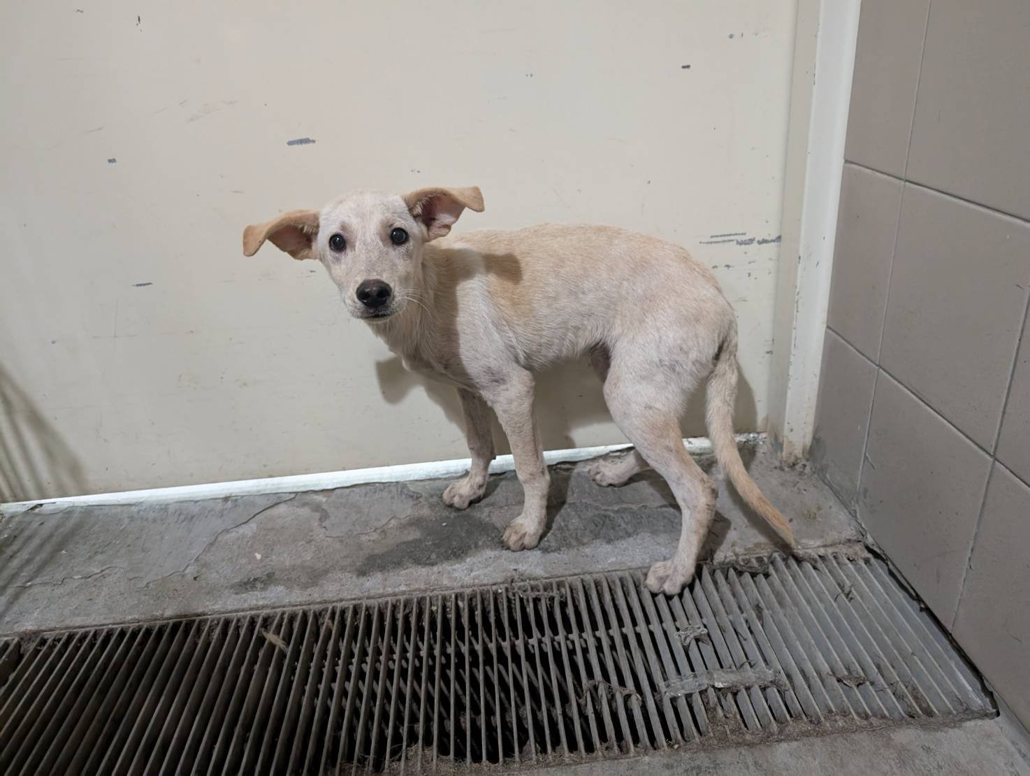 混種犬