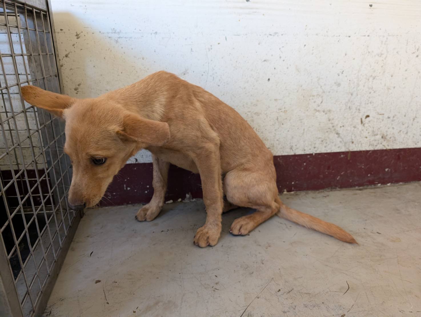 混種犬
