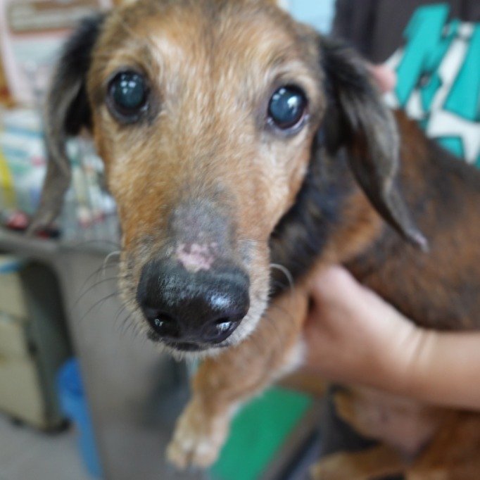 臘腸犬