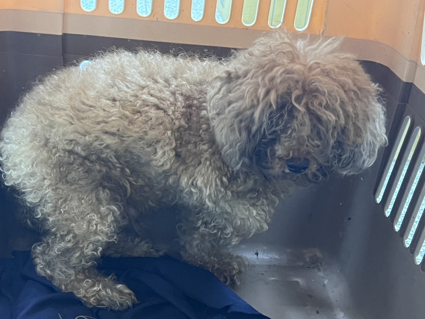 貴賓犬