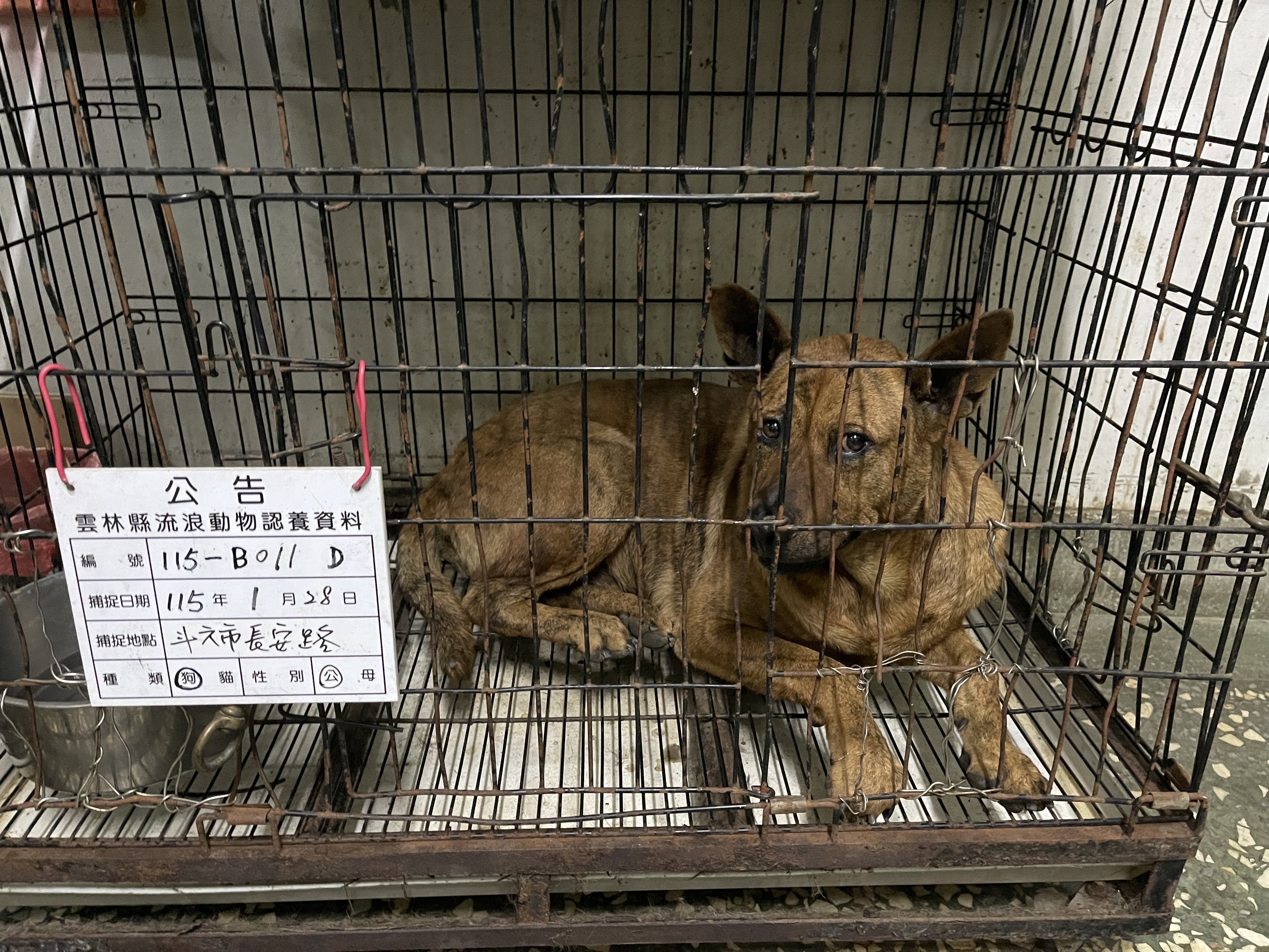 混種犬