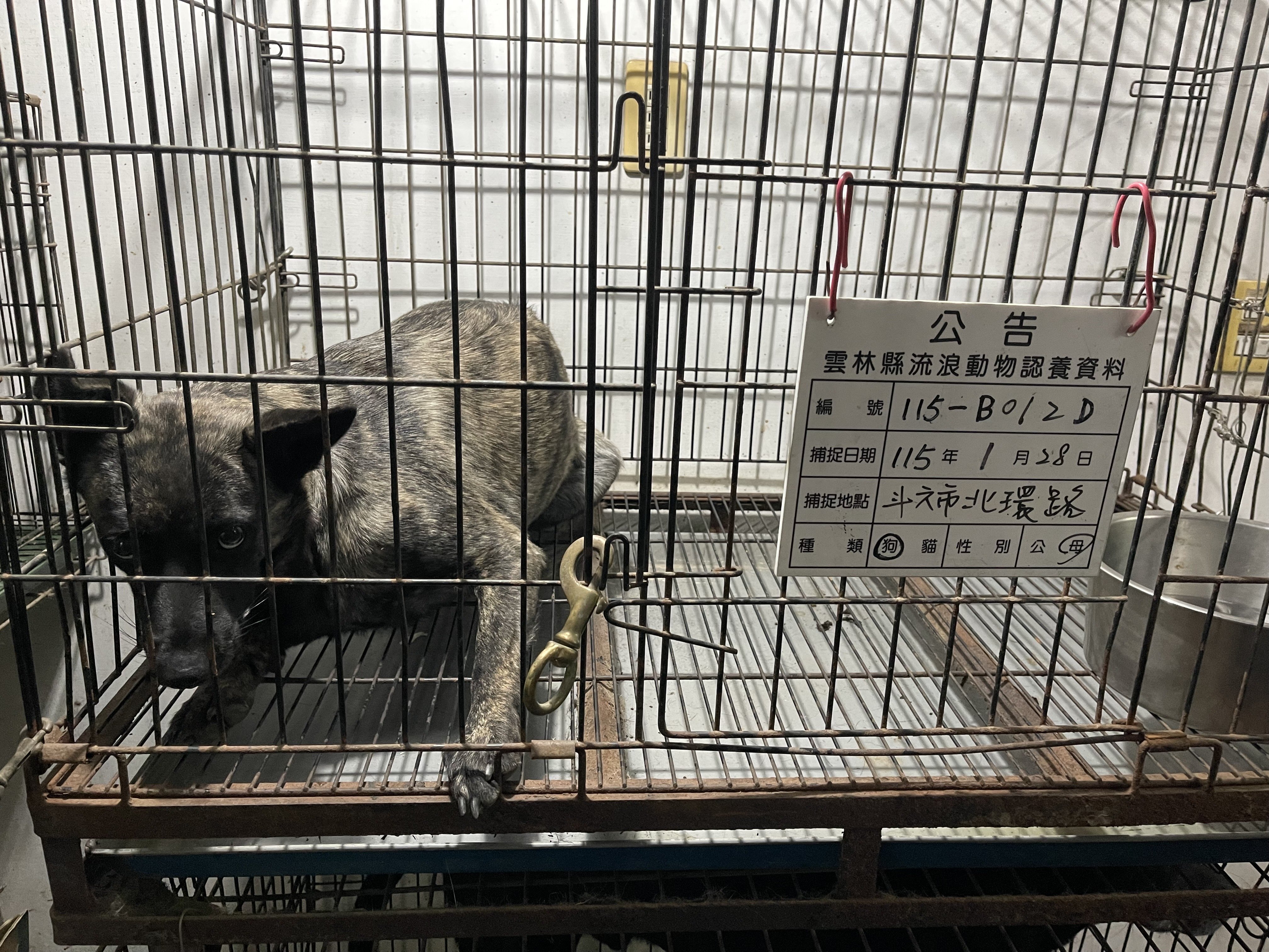 混種犬
