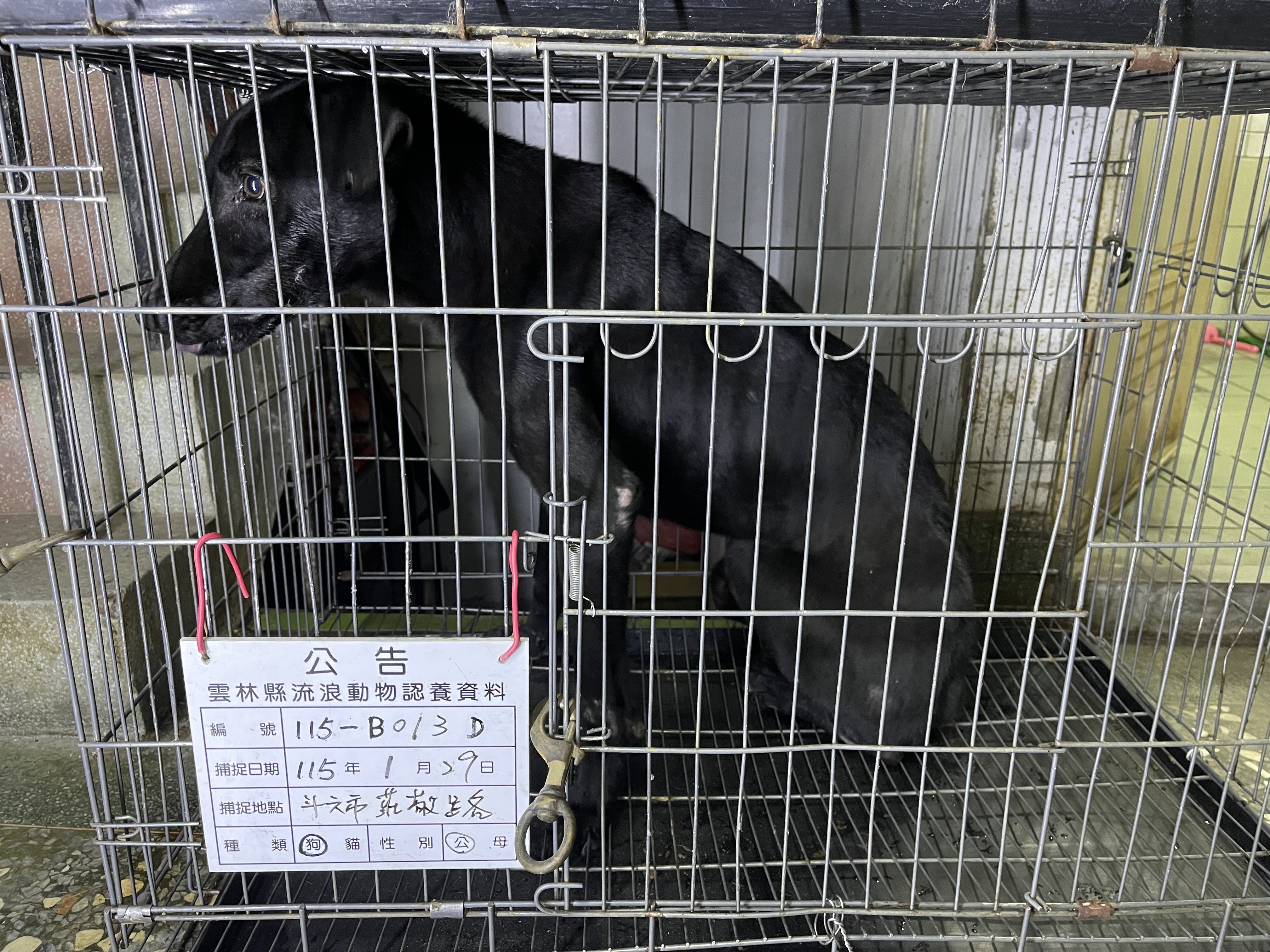 混種犬