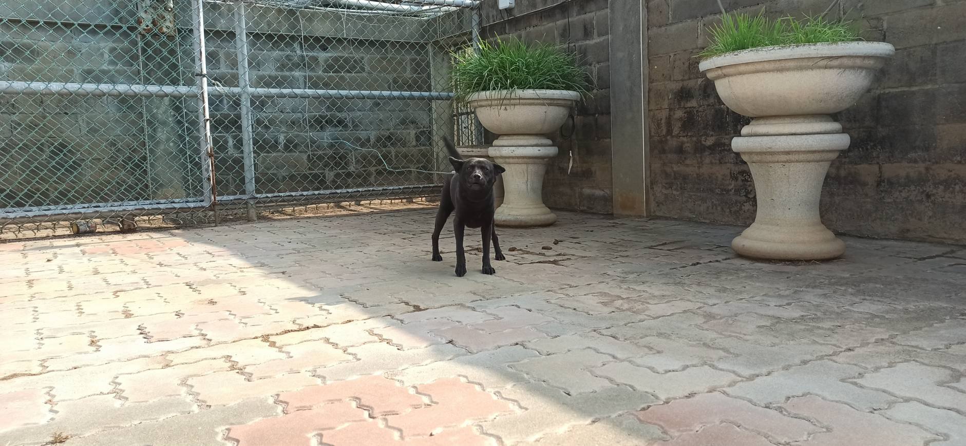 混種犬