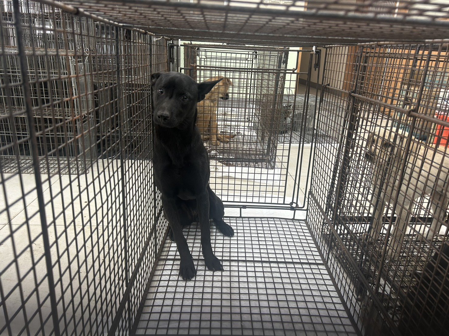 混種犬