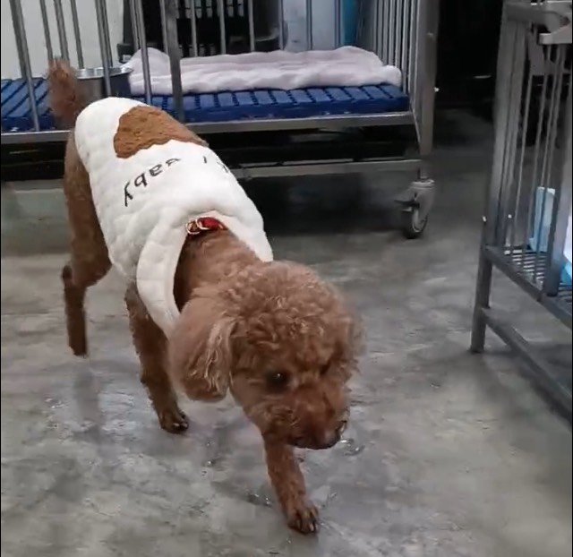 貴賓犬