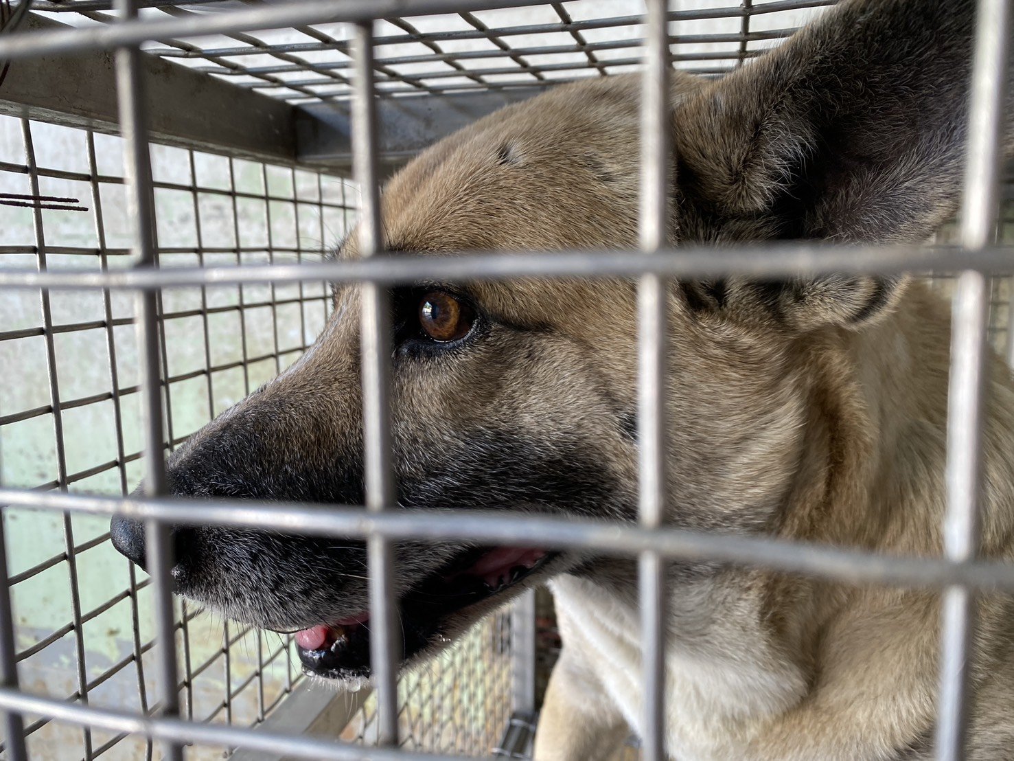 混種犬