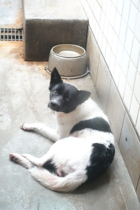 混種犬