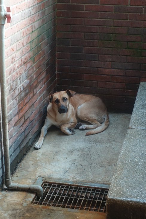 混種犬