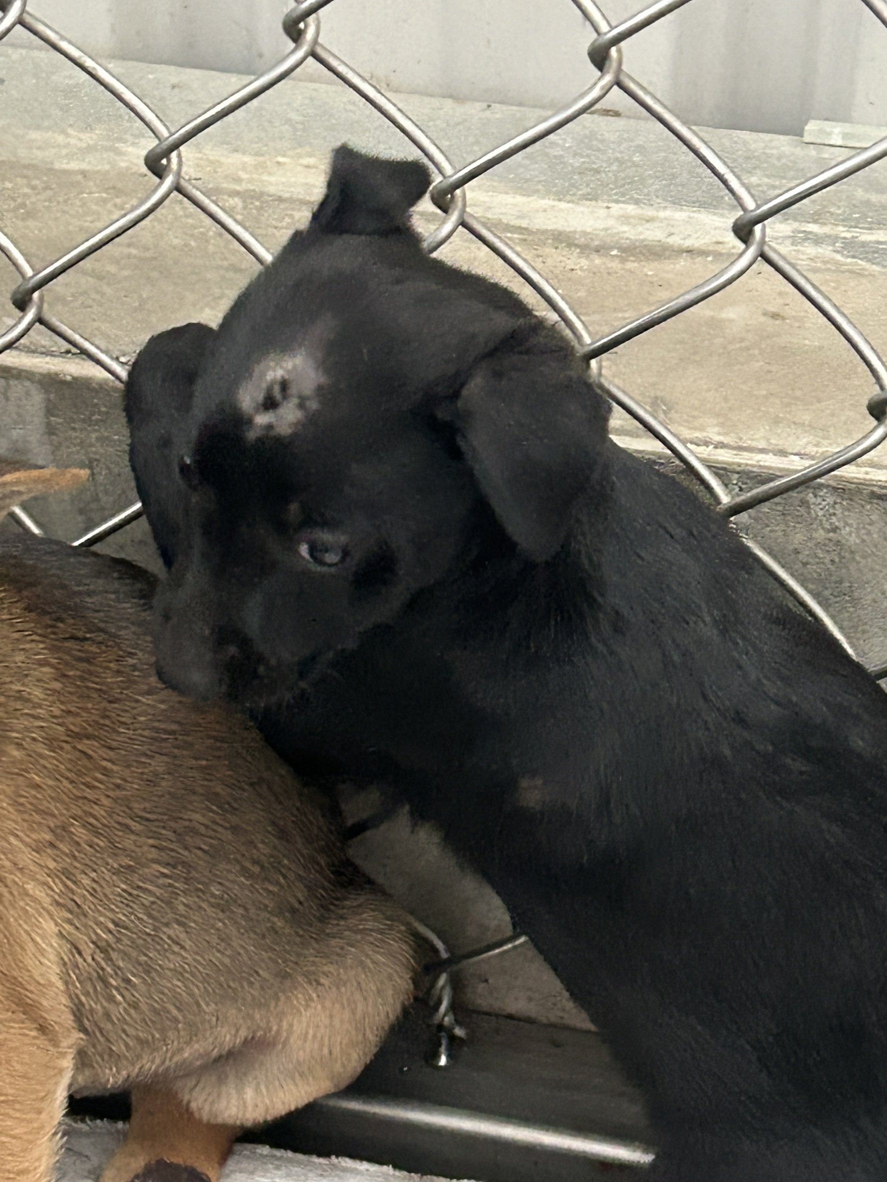 混種犬