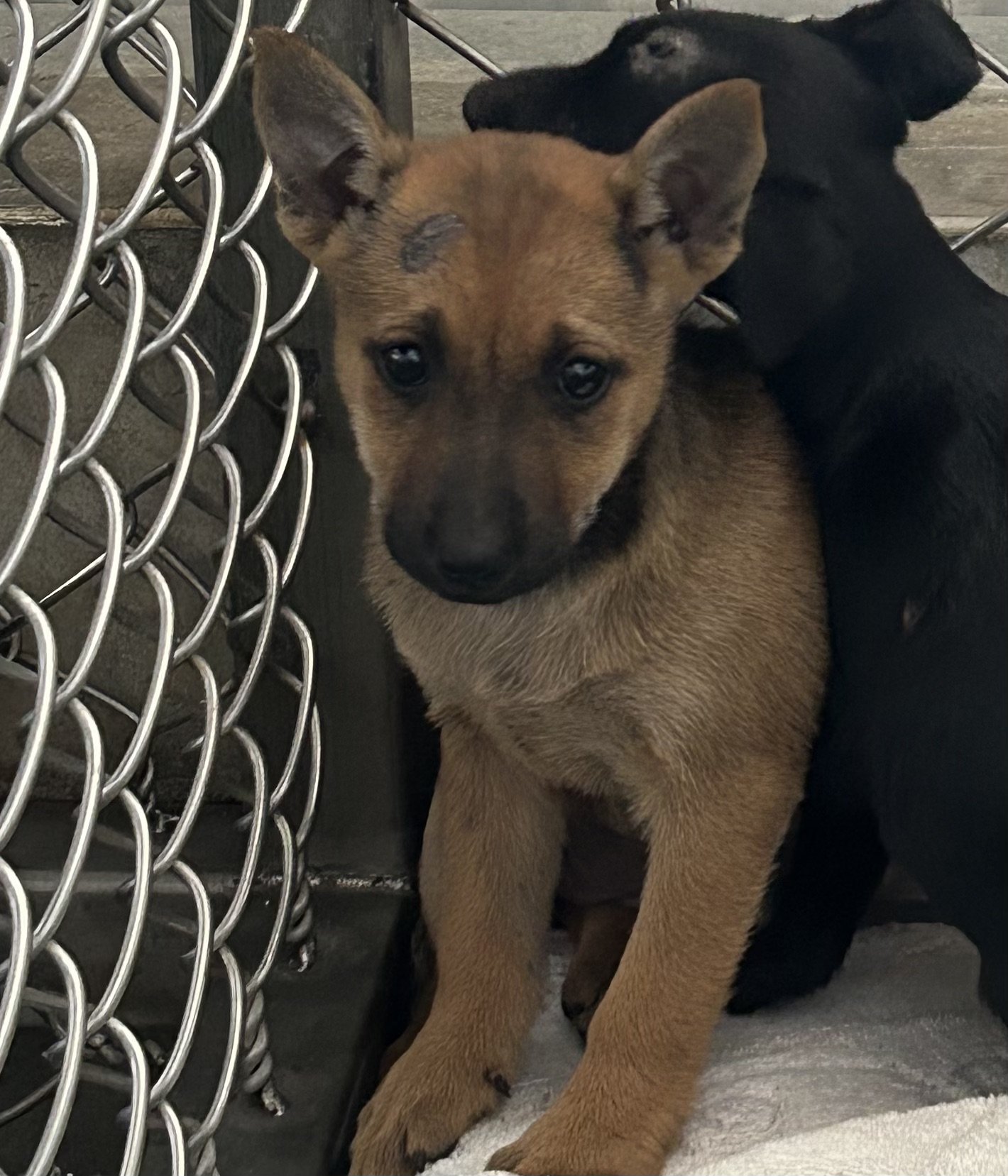混種犬