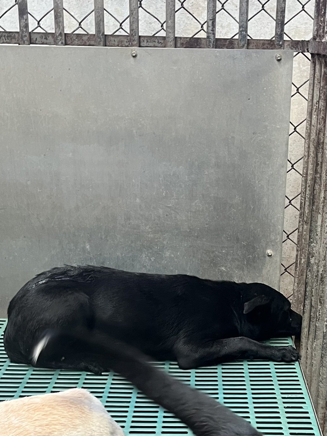 混種犬