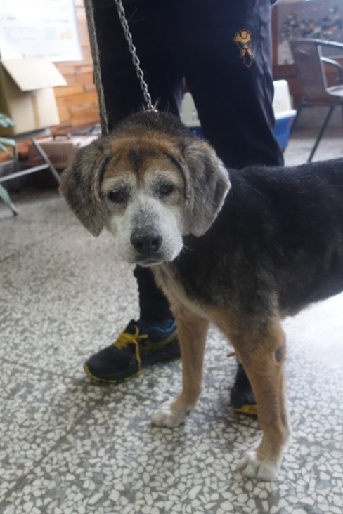 米格魯犬