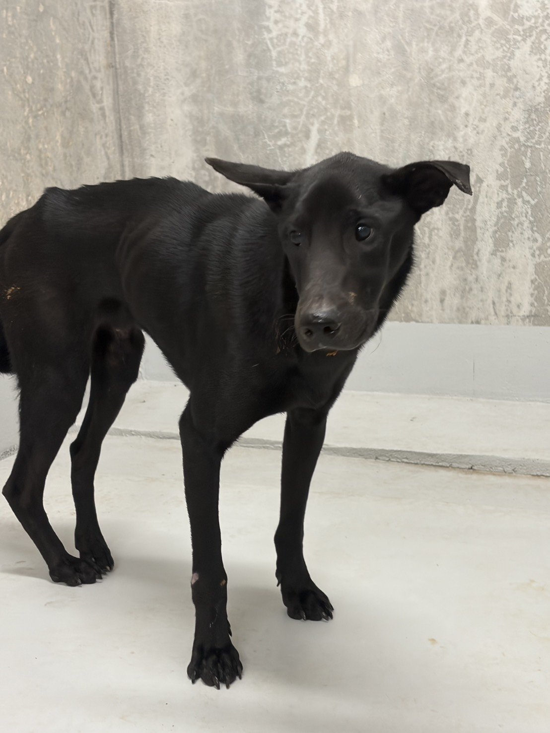 混種犬