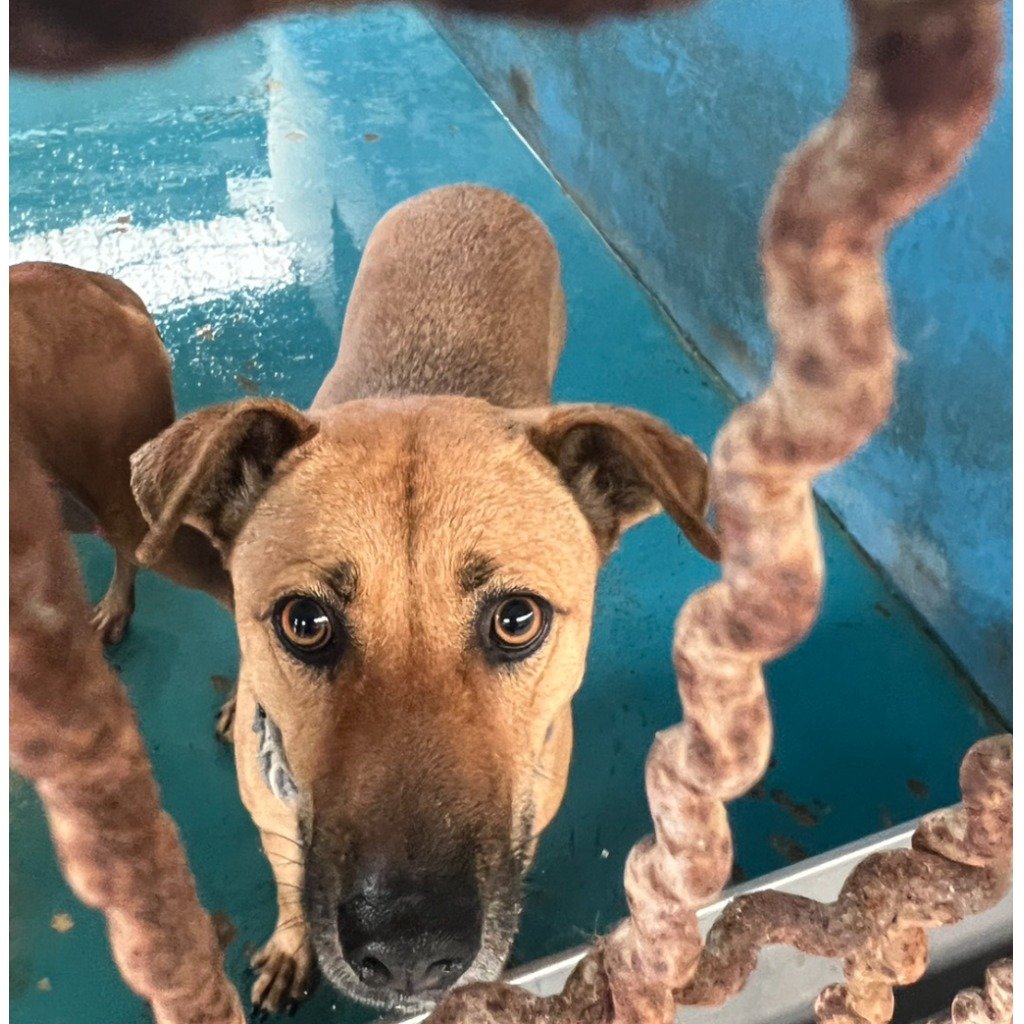 混種犬