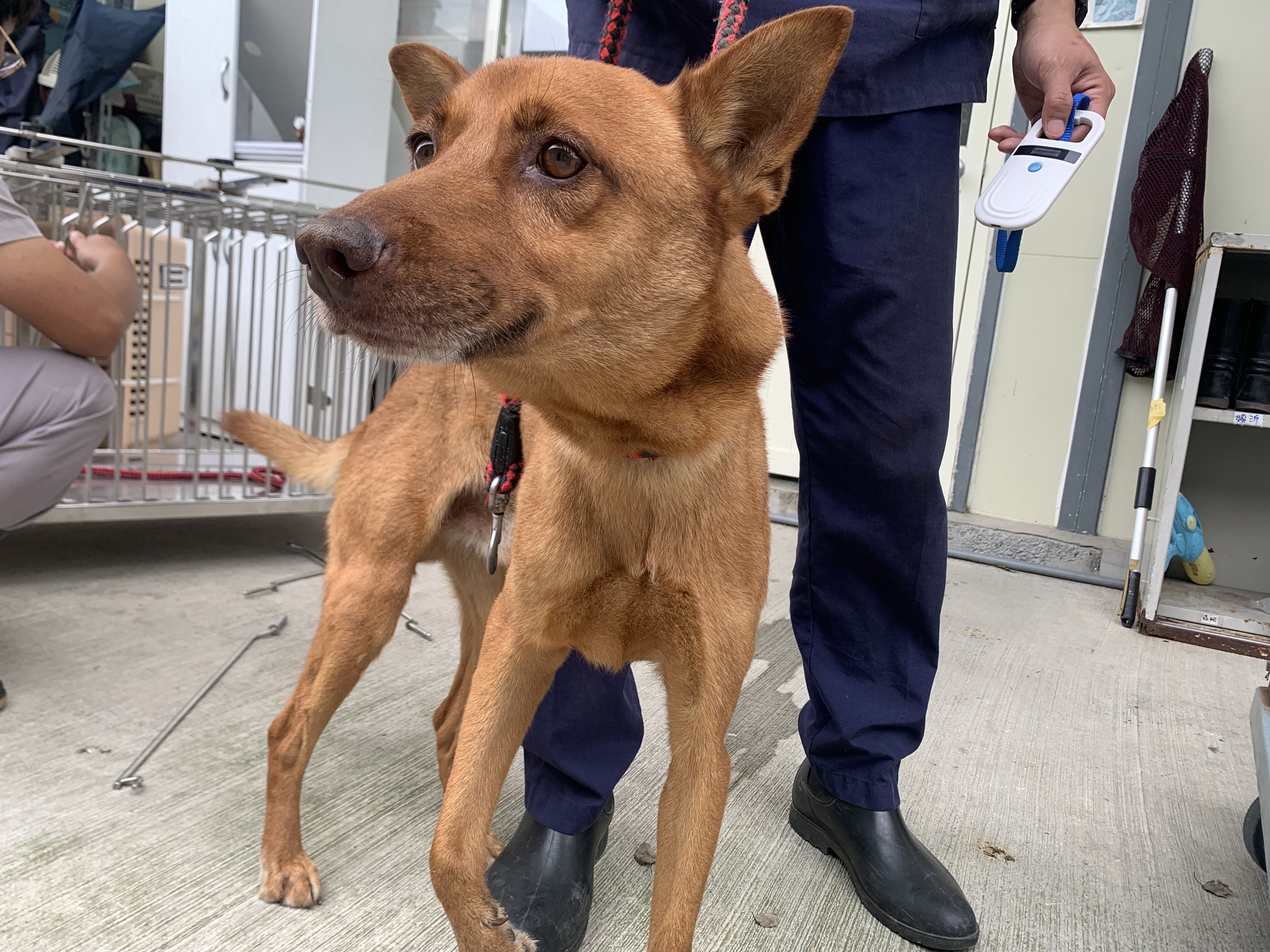 混種犬