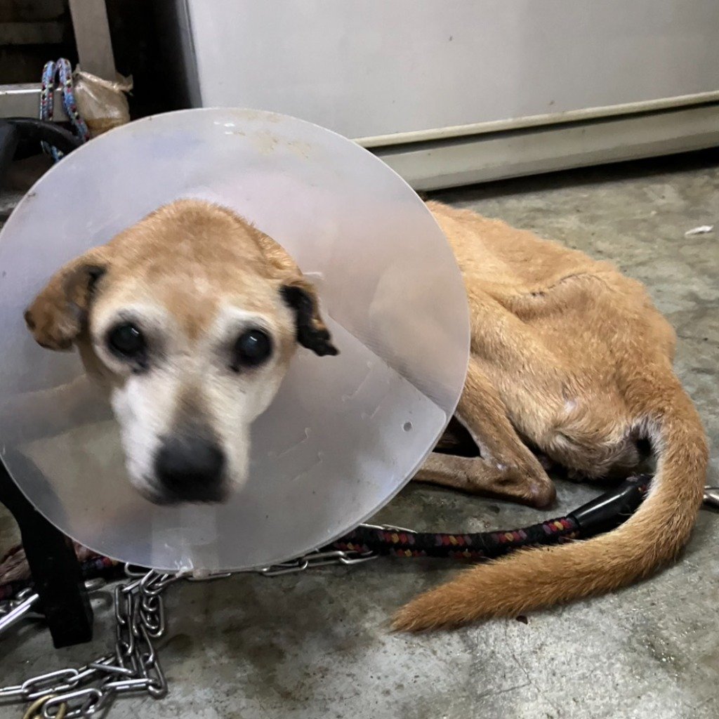 混種犬