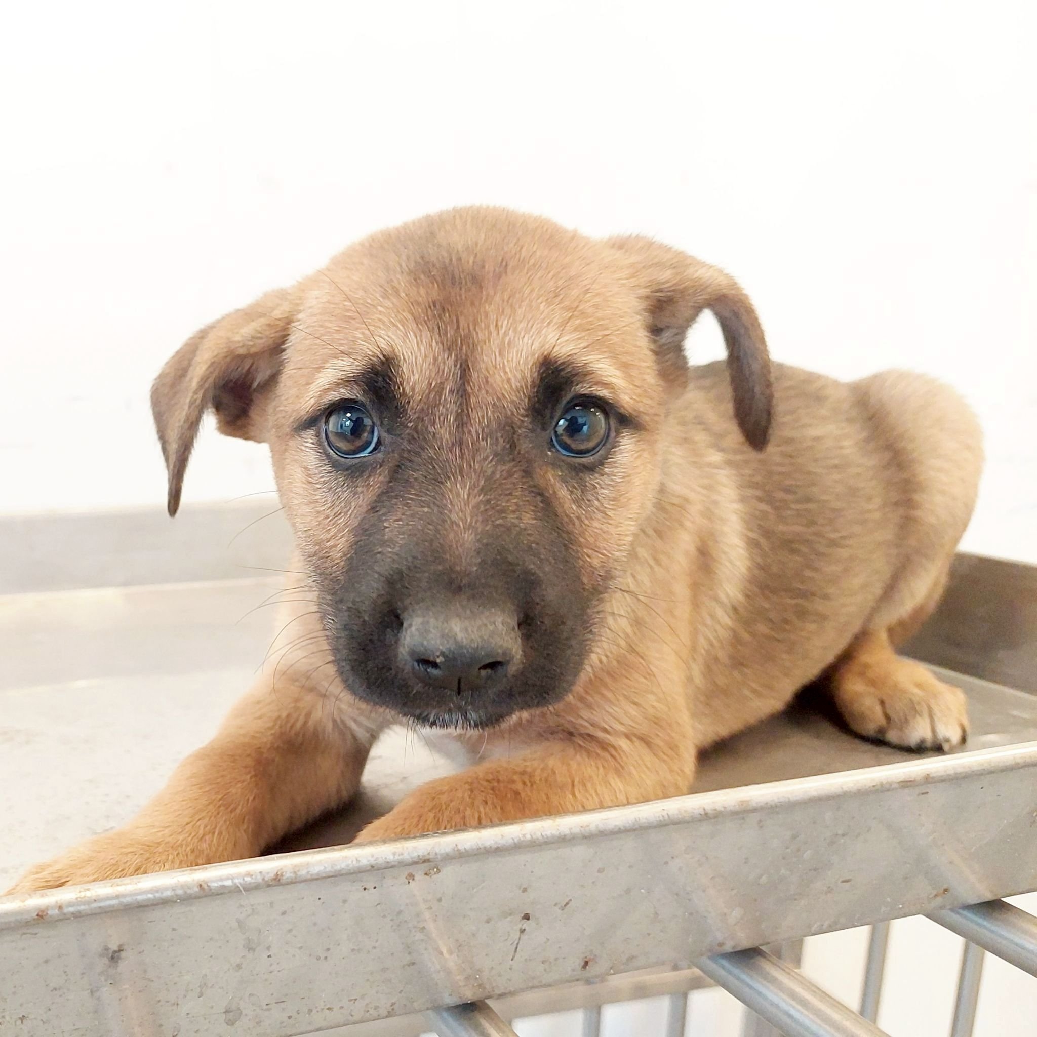 混種犬