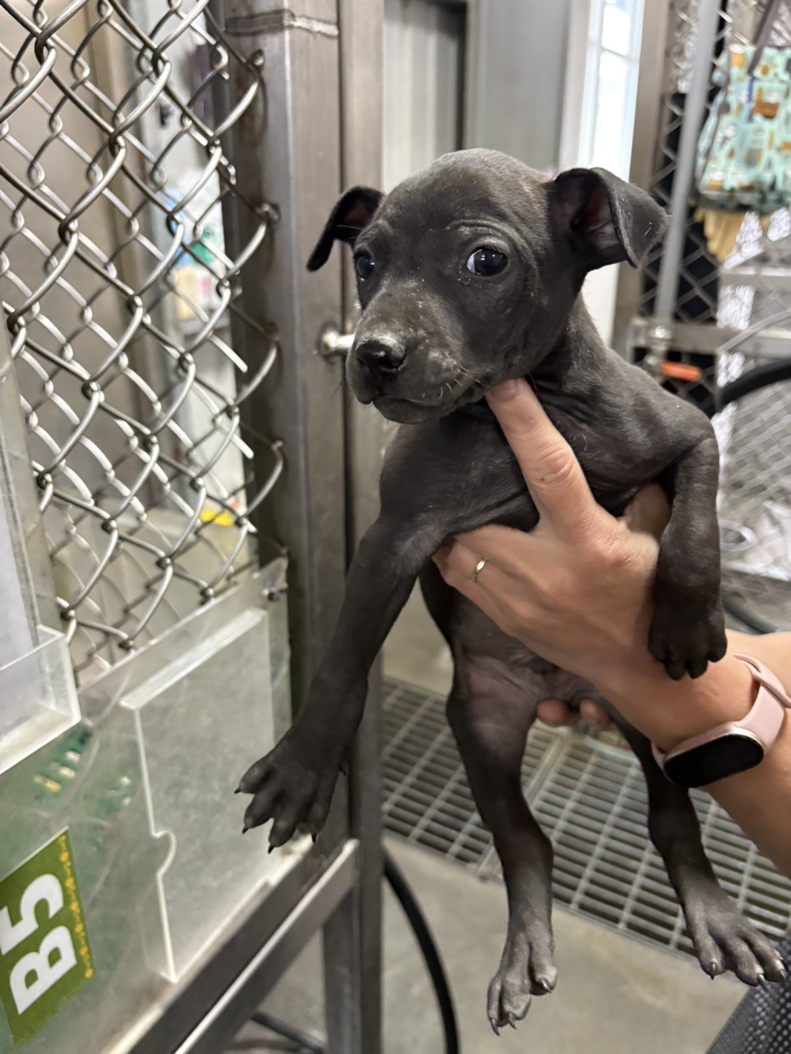混種犬